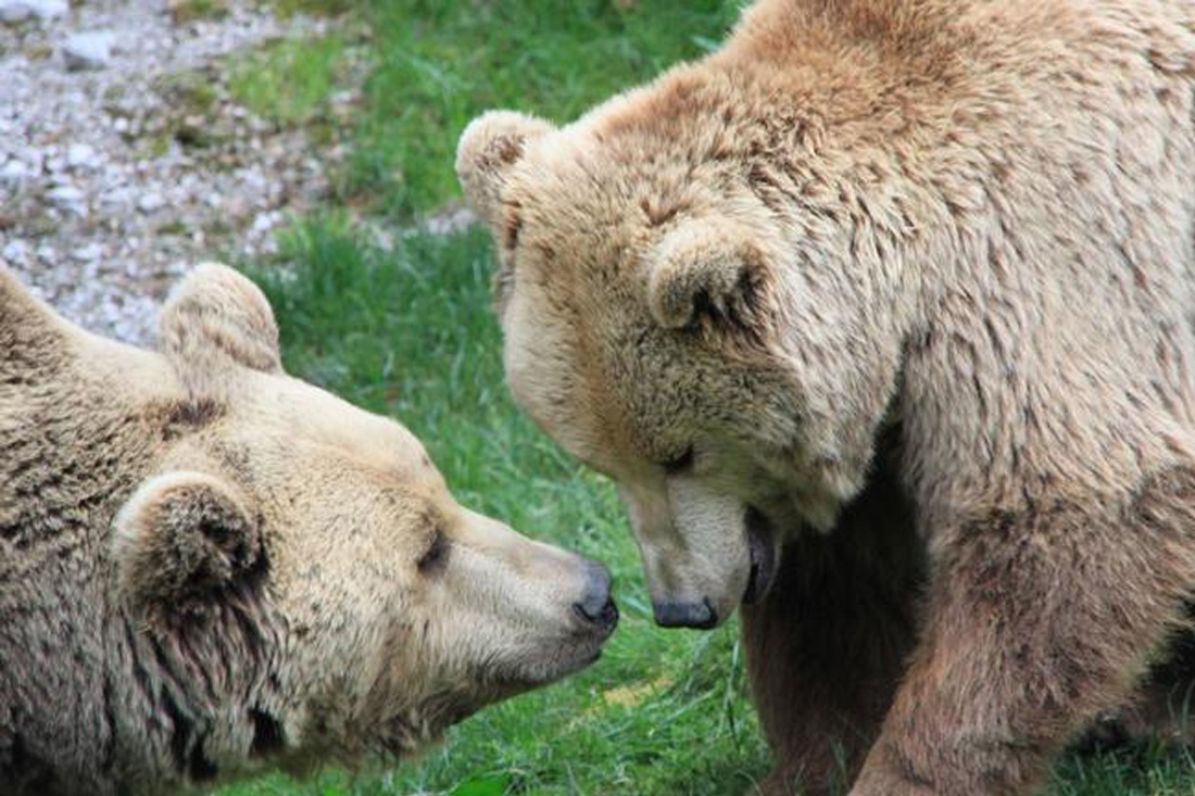 Freizeitaktivitäten im Salzkammergut - Wildpark Sommerurlaub am Traunsee | Seehotel im Weyer